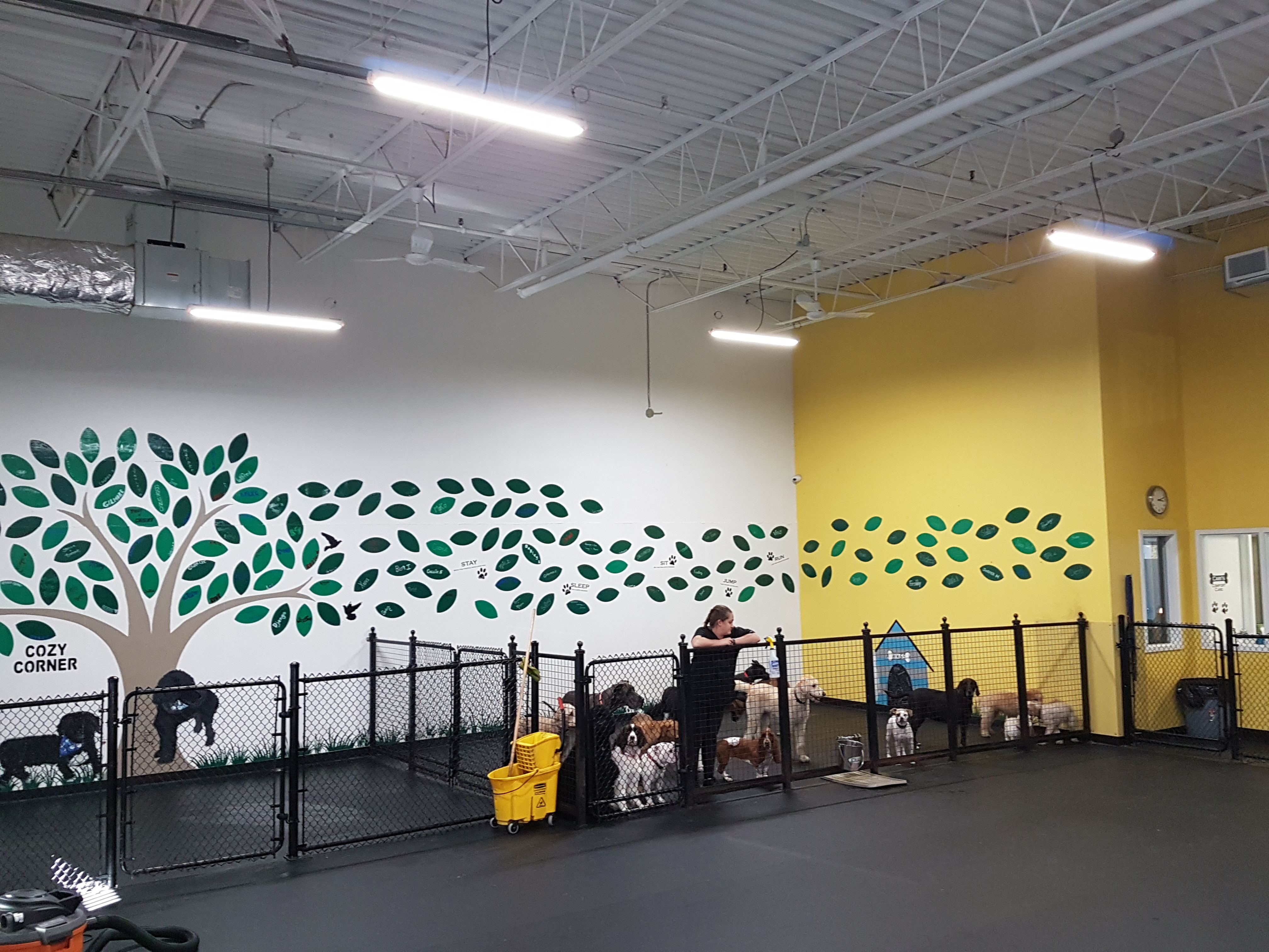 Doggy Daycare – Toronto, ON